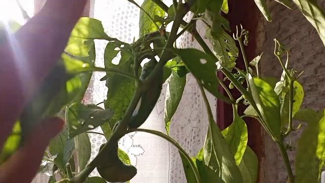 Выкопала перцы из теплицы и перевезла зимовать в квартиру