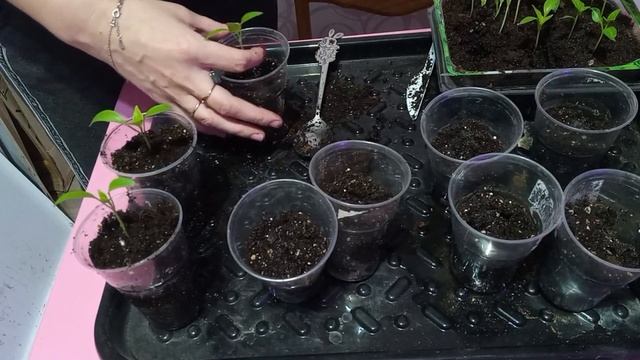 Перевалка острого перца через 3 недели