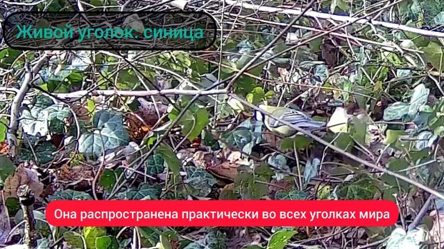 синица и факты живой уголок синица