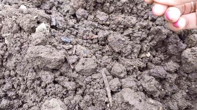 2 этап. Сею семена моркови