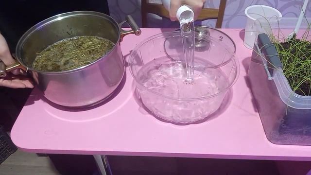 Натуральная подкормка для лука чернушки