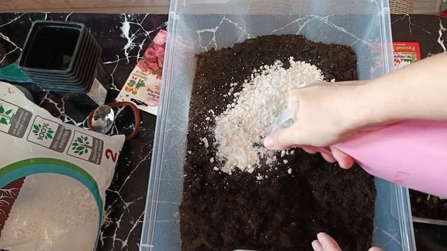 🌺 Когда пикировать петунию из общего контейнера. 29 марта 2025