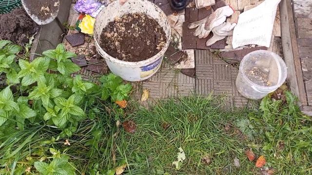 Новый способ посадки тюльпанов осенью