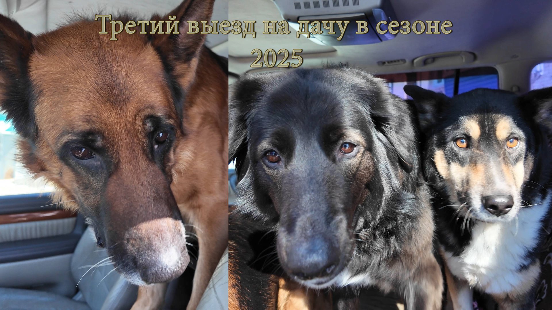 Третий выезд на дачу в сезоне 2025. Поливаем редиску