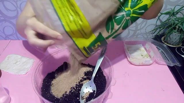 Как посеять огурцы на рассаду. Замачивание, посев