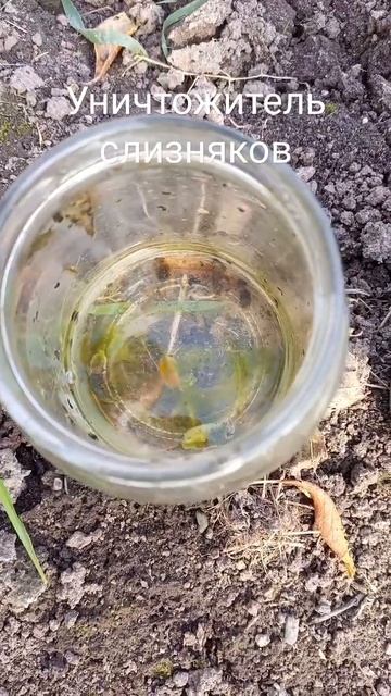 нашатырный спирт. Минута и слизняков нет. Попробую и землю пролить