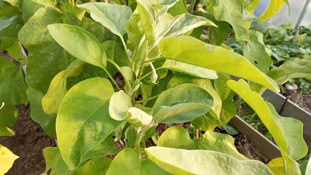 Баклажаны в конце сентября. Сорт Эпик