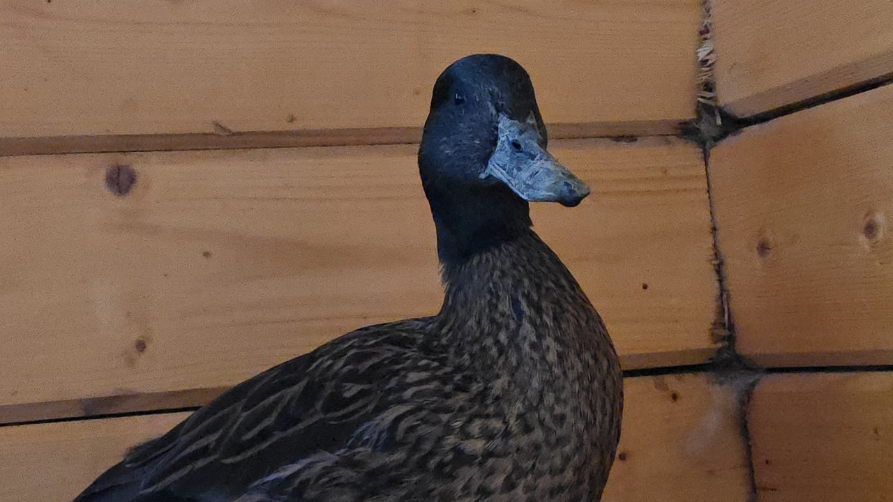 Взял чубарую домой