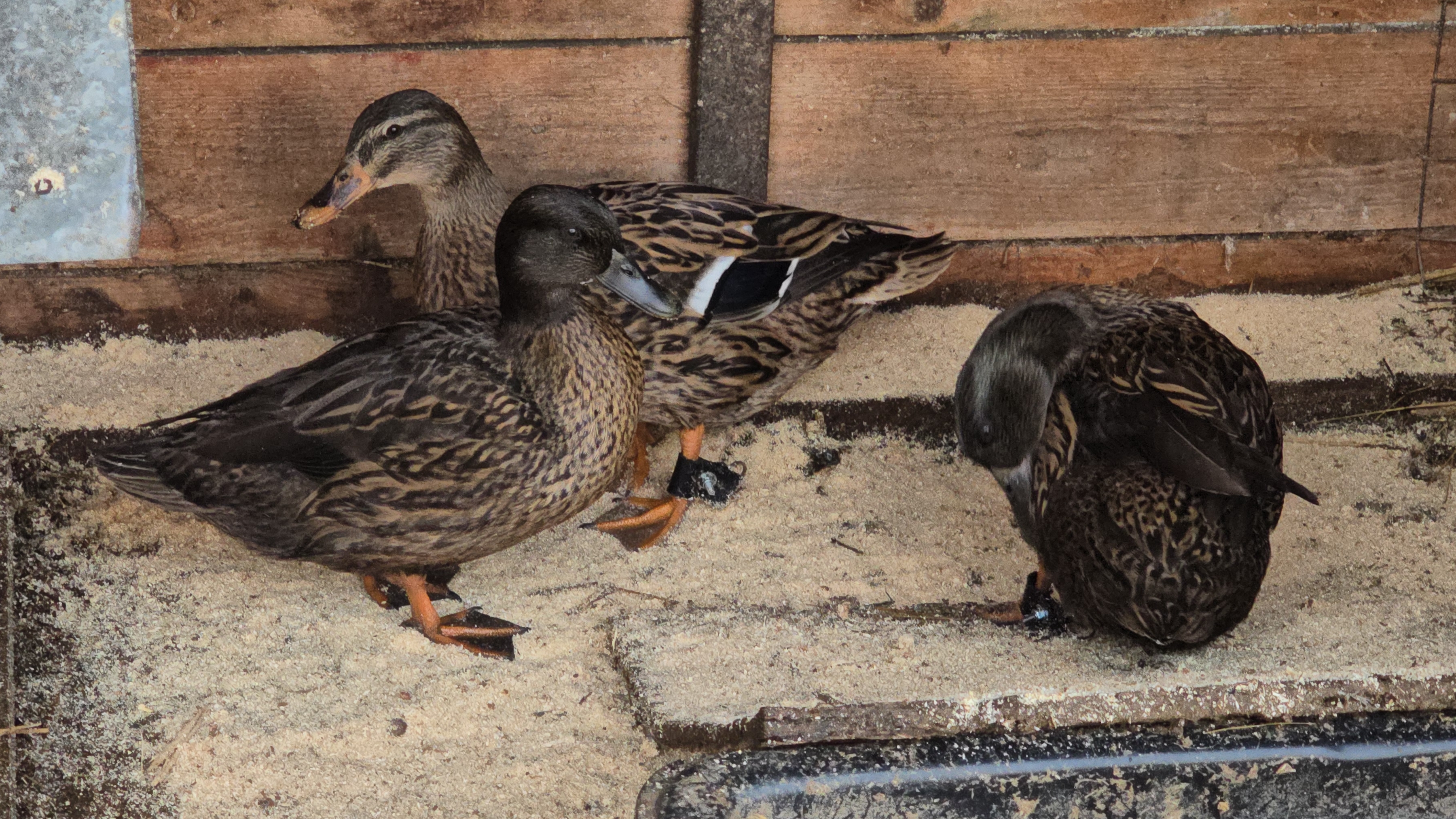 Схема с подсадными работает