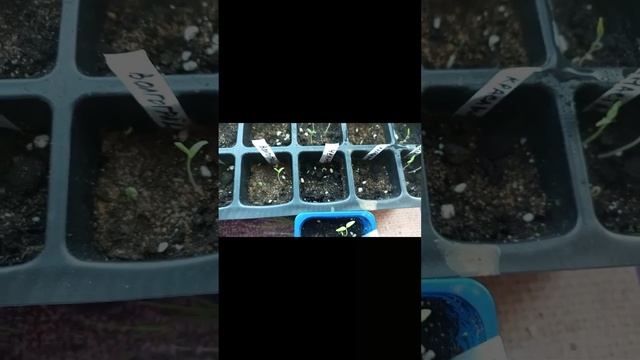 ЛАЙФХАК. Как снять шапочки от семян, которые сами не сошли во время всходов