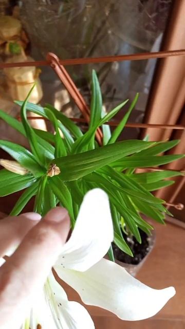 Моя лилия распустилась через 1,5 месяца