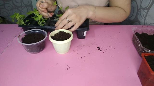 Спасаем рассаду клубники. Замерла в развитии.