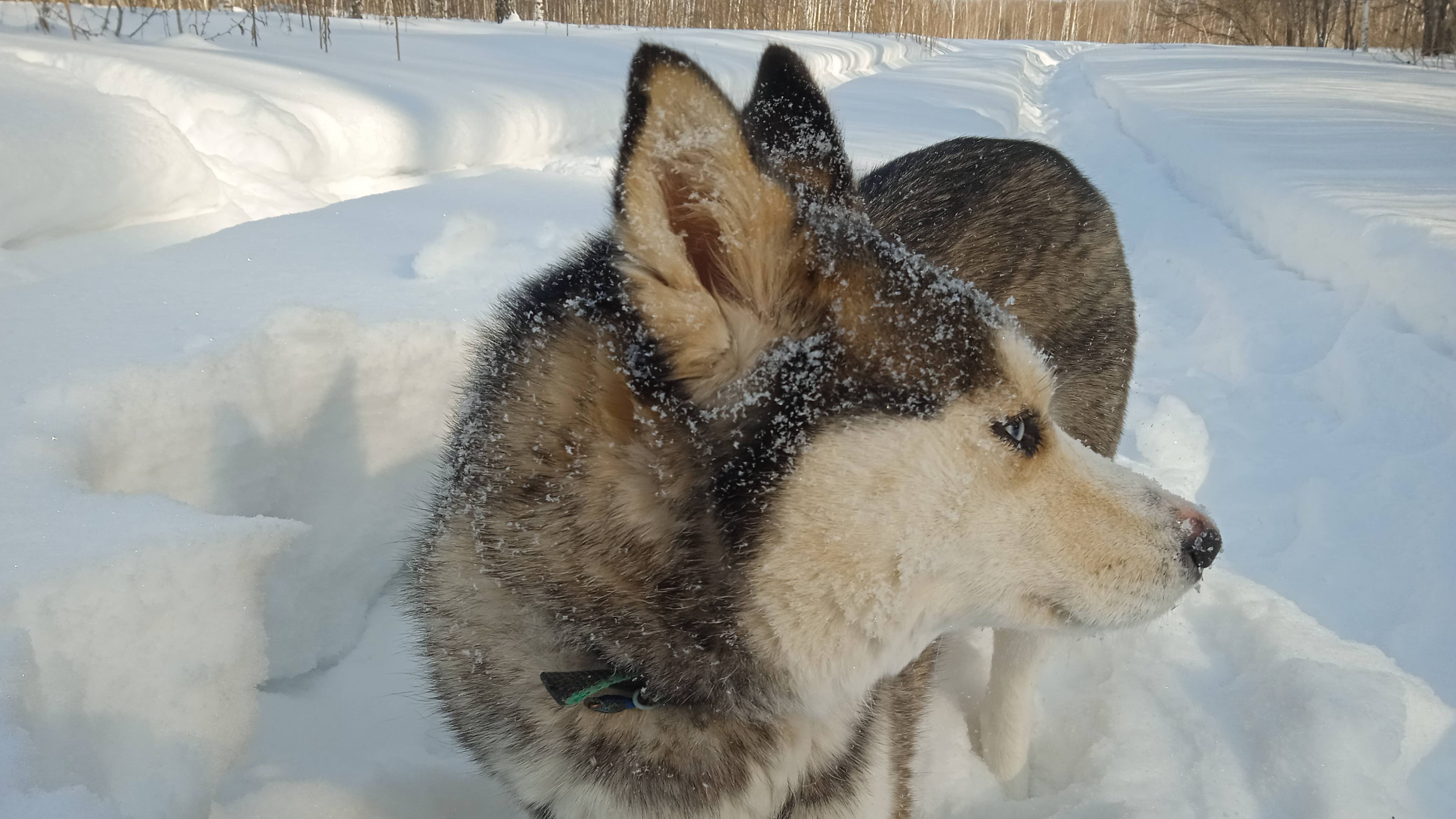В лесу нарвались на стаю бродячих собак