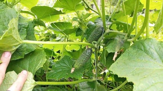 Докажу, что пасынки на пучковых огурцах удалять можно и нужно! Это только увеличивает урожай