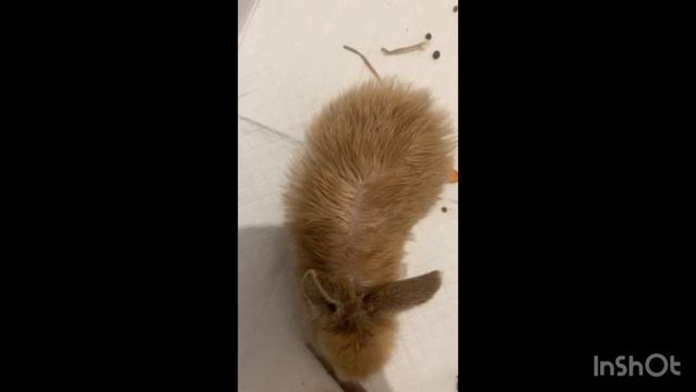 Кролик Пи ждёт уже недельку домик, а домик никак не доставят !