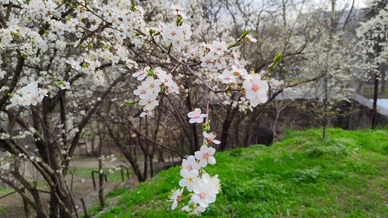 В Пятигорске зацвела алыча 29.03.2025 г.