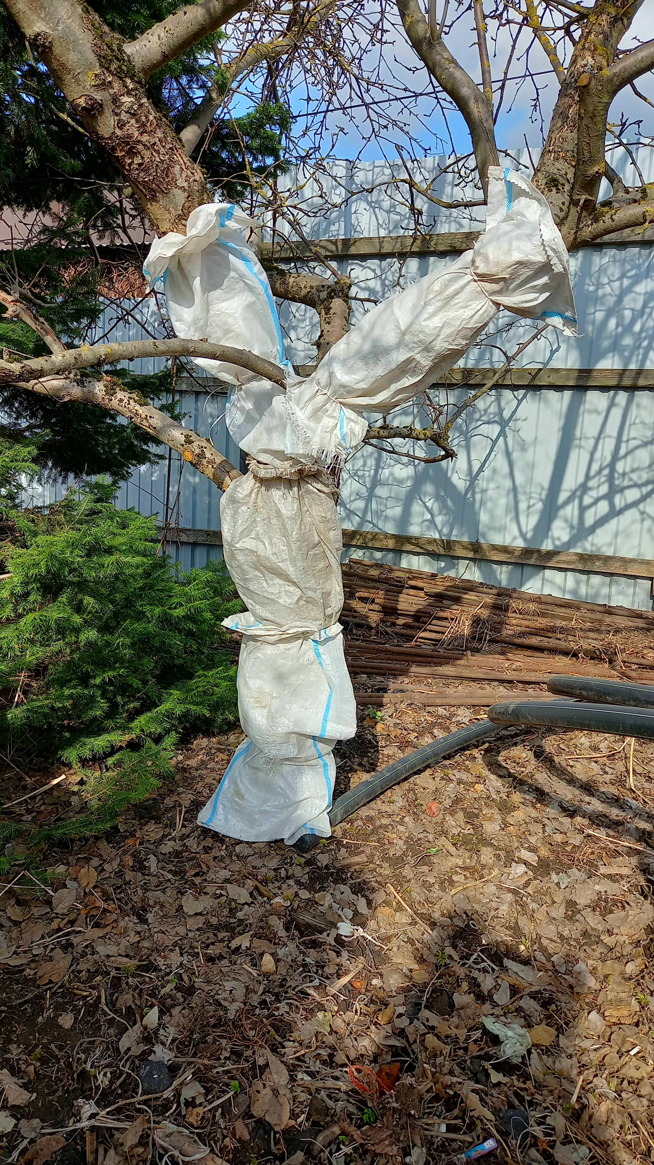 Защита яблонь от зимних ожогов