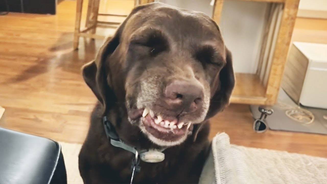 Забавнейшие реакции собак 😂🐶