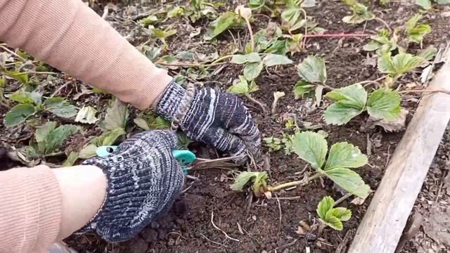 Первый весенний уход за клубникой/земляникой