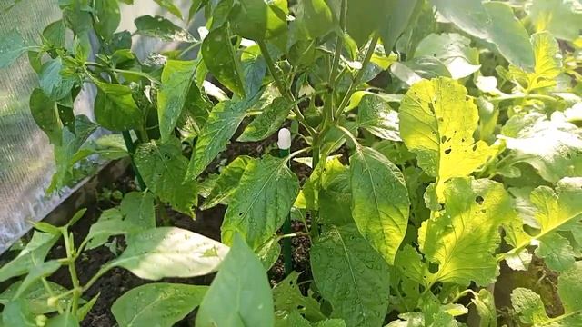 Перец вырос и завязал сразу много плодов после одной подкормки