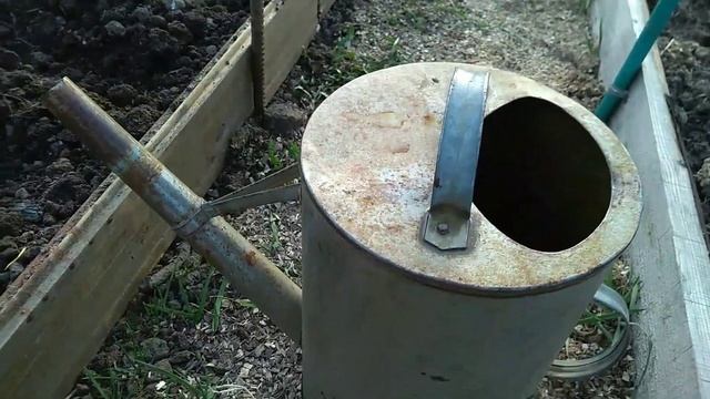 Как правильно посеять лук-севок