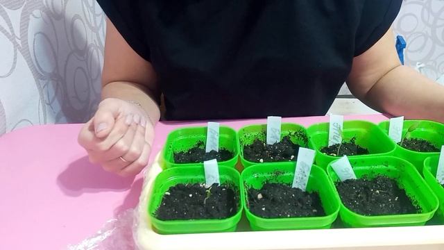 Первые всходы баклажанов 11.03.2023