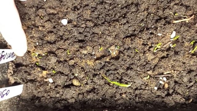 Первые всходы лука-чернушки. 24.03.2023