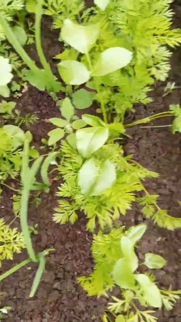 Что выросло в моркови???