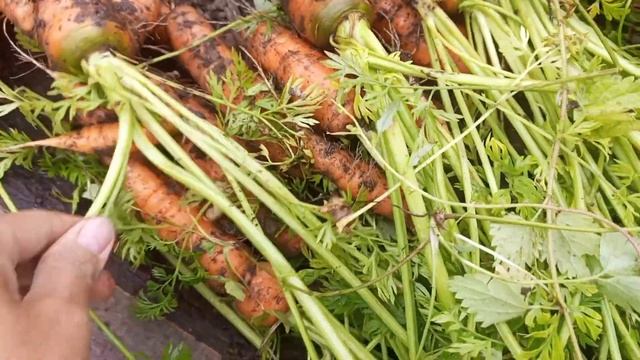 Морковь на 27 августа 2023