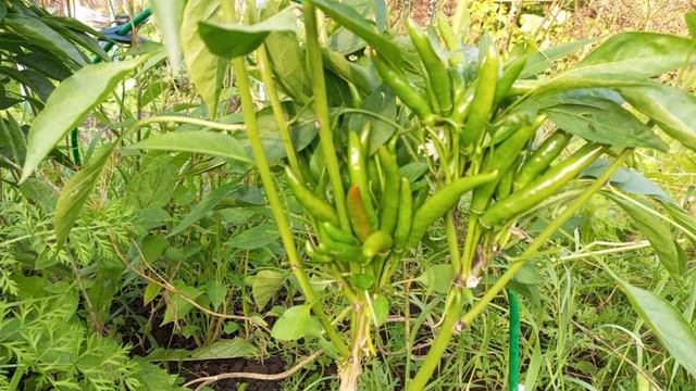 Острый перец Лейси. Самый неприхотливый и самый острый. Острее Табаско