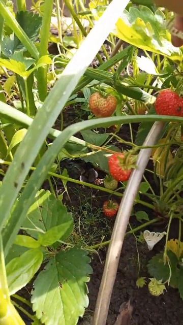 Клубника Красная шапочка