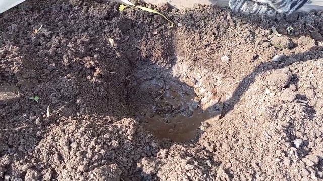 Высаживаю рассаду огурцов в парник