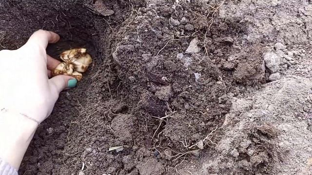 Пересаживаю лилию из дома в открытый грунт. Сажаю новые лилии луковицами