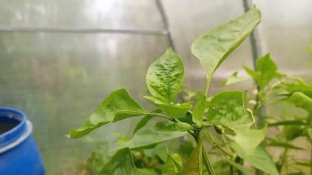 Формирование перца осенью. На примере сорта Рамиро