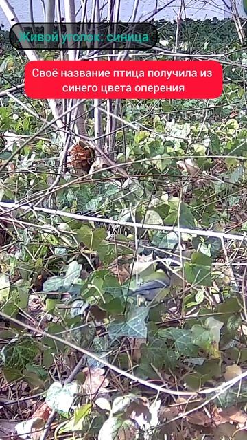 факты о синицах начало живой уголок