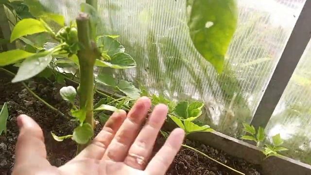 Результат формирования перца осенью. Прошла всего 1 неделя