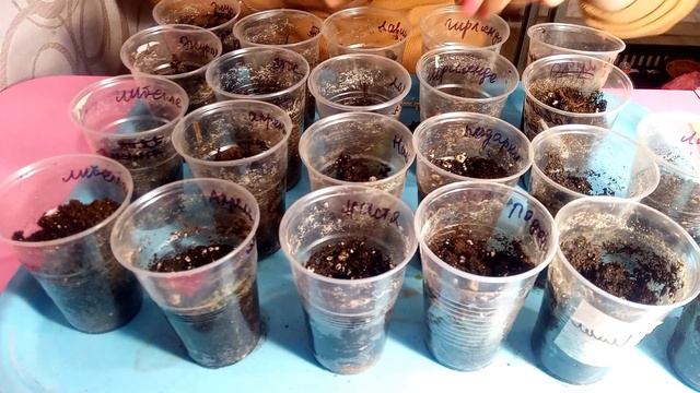 Как посадить огурцы на рассаду. Мой способ