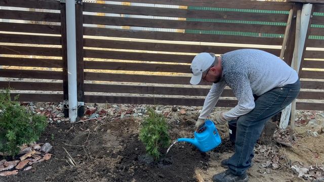 Сажаем хвойные