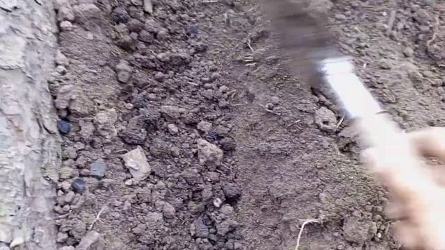 Рассаживаю тюльпаны осенью