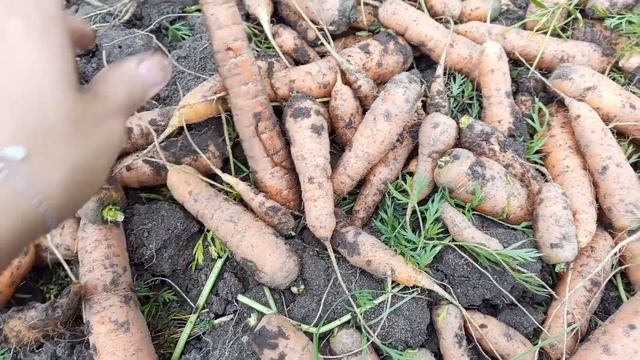 Урожай моркови 2023
