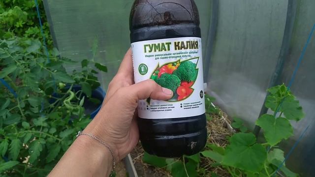 Пожелтение листьев и плодов огурцов. Что делать?