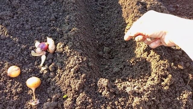 Сажаю лук под зиму - Лайфхак