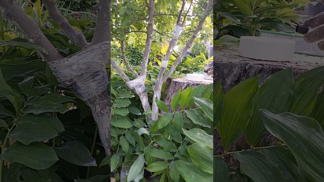 Как спасти деревья от насекомых