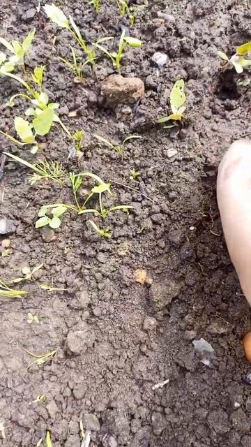 Зачем я сажаю лук-севок поздно, 31 мая