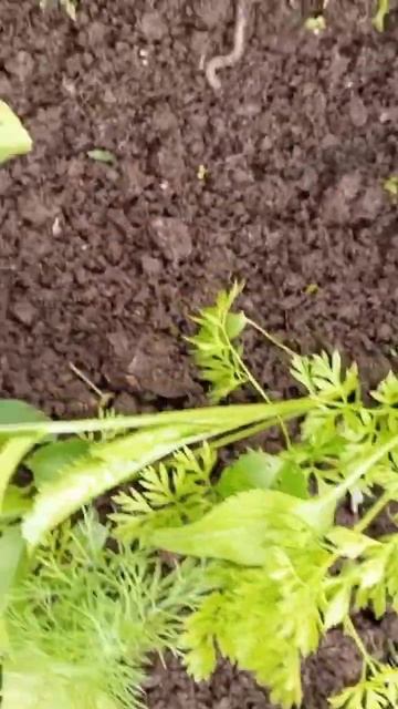 2 Подкормка моркови для налива корнеплода