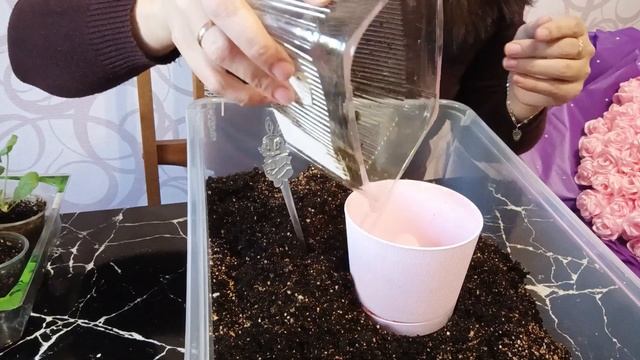 Пеларгония из семян. Первая пересадка 9 марта 2025