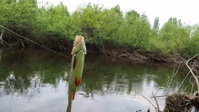 РЫБАЛКА на ОТКРЫТОЙ ВОДЕ. ЛОВИМ ШИКАРНЫХ ГОЛАВЛЕЙ на кузнечика.