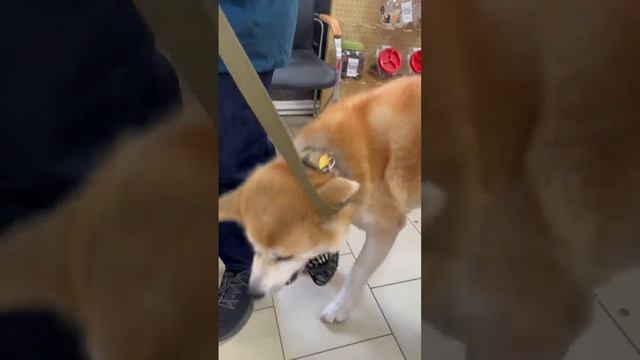 Гости зоомагазина - акита-ину Арька, нашли лучшую вкусняшку