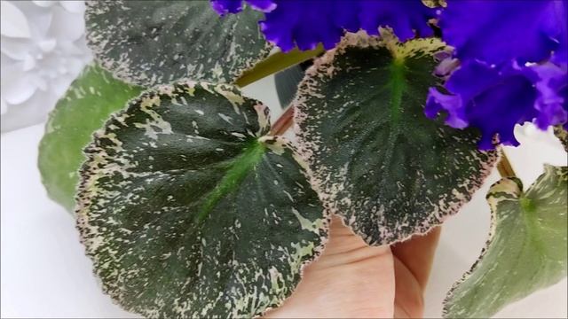 Фиалка ЛЕ-Демо