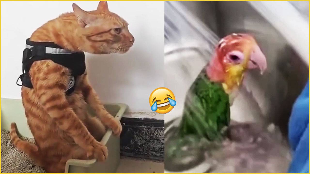 ПРИКОЛЫ С ЖИВОТНЫМИ 😂 ПОПРОБУЙ НЕ ЗАСМЕЯТЬСЯ)  ОЧЕНЬ СМЕШНЫЕ СОБАКИ И КОТЫ #62 🔥 ТОП ПОДБОРКА 🔥